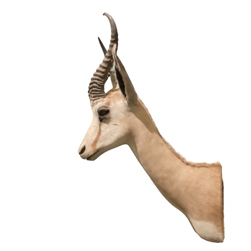 Jagttrofæ springbuk